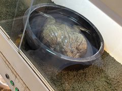 -中环花鸟鱼虫市场
