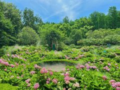 -上海共青森林公园