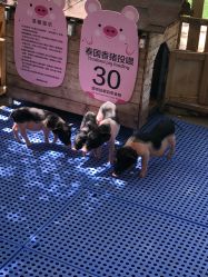 -萌宠亲子动物乐园(槐房万达店)