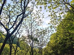 -大连天门山国家森林公园