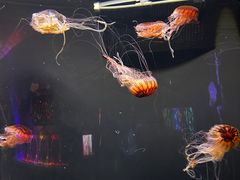 -成都浩海立方海洋公园
