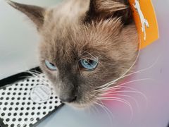 -荔康动物医院(康王北路店)