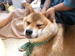 -逗柴咖啡屋·狗咖猫咖宠物桌游