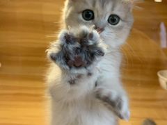 -猫十亿·布偶金渐层·曼基康矮脚猫舍(青年路店)