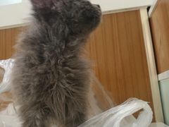 -宠福鑫动物医院·动物疾病诊疗中心(天通苑店)