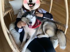 -Husky Go! 哈士奇体验馆·宠物咖啡厅狗咖