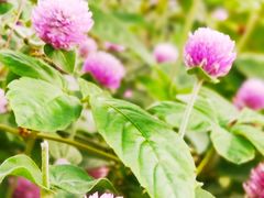 -广西壮族自治区药用植物园
