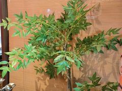 -沼津港精致料理·寿喜烧·烧鸟(漕河泾印象城店)