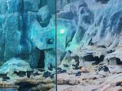 -帝企鹅自助餐厅•儿童岛•真企鹅(长隆企鹅酒店)