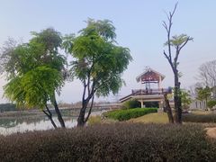 -王借岗森林公园