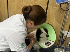 -瑞派名望志远动物医院·猫科·內科·异宠专科(直港大道店)