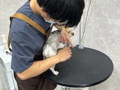 -瑞鹏宠物医院·骨外科·心肾科·肿瘤科(九亭店)