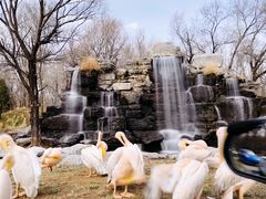 -北京野生动物园