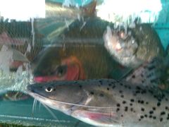 西江钳鱼-新庆嫂渔港