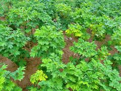 -千家粗粮王(MOMOPARK店)