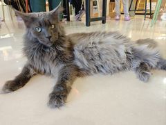 -平行世界·猫咖(首经贸店)