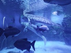 -烟台海昌鲸鲨海洋公园