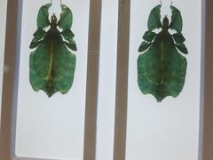 -上海昆虫博物馆