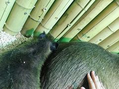 -萌宠奇缘