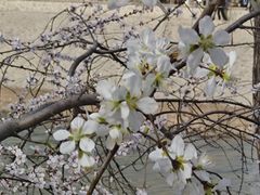 -桃花堤公园