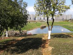 -洋湖国家湿地公园