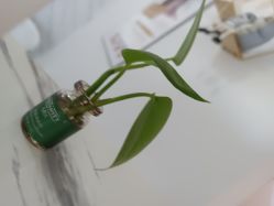 -凡碧诗毛孔收细