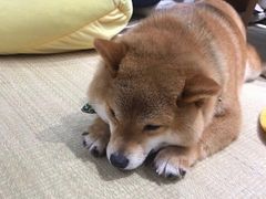-逗柴咖啡屋·狗咖猫咖宠物桌游