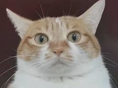 -川渝又一村火锅烤肉自助(步行街店)