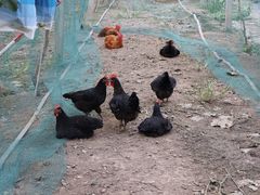 -马陆小张葡萄园农家乐