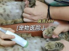 -瑞派新吉太郎宠物医院·重症转诊中心·泌尿道(嘉禾望岗院)