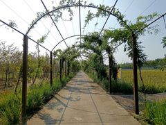 -上海长兴岛郊野公园