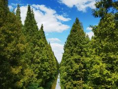 -黄海国家森林公园