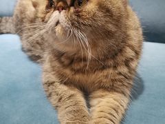 -滚猫咖啡·猫咖·猫友好撸猫(未来城店)