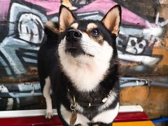 -柴犬高等学院·狗咖·柴犬售卖·宠物训练