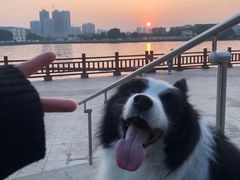 -芭比堂动物医院广州顽皮分院