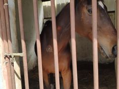 -月河湾马术俱乐部(朝阳店)