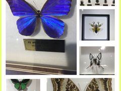 -上海昆虫博物馆