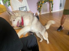 -Husky Go! 哈士奇体验馆·宠物咖啡厅狗咖