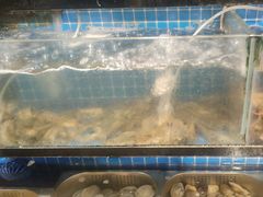 -苏格里岛自助海鲜烤肉火锅(集美万达店)