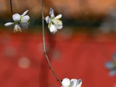 -虹桥机场V2贵宾休息室