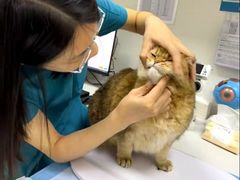 -美联众合动物医院·24h转诊中心