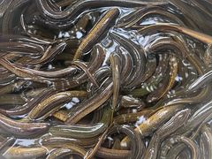 -铜元老码头鳝鱼火锅