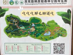 -西双版纳原始森林公园