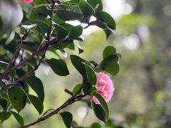-中国科学院华南植物园