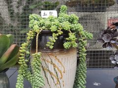 -生宇山珍野生菌汤锅•始于1999(双流古塔店)