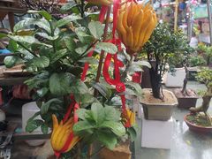 -曲阳花鸟市场(曲阳路店)