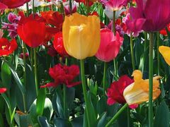 -大宁郁金香公园-停车场