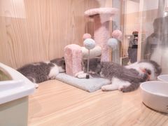 -屋虎猫馆(宝安大仟里店)
