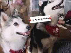 -Husky Go! 哈士奇体验馆·宠物咖啡厅狗咖