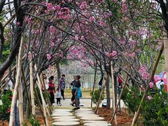 -天适樱花悠乐园